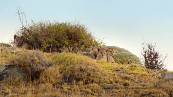 南米のクーガー キューブ プーマ コンコール の近く チリ南部パタゴニアのトレス パイン国立公園 — ストック動画