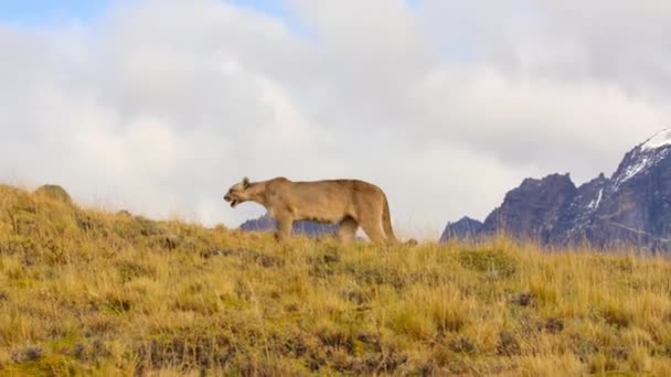 Jihoamerická Puma Puma Concolor Concolor Hledá Potravu Národním Parku Torres — Stock video