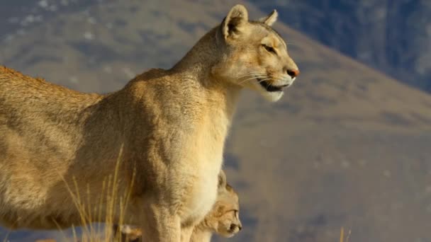Jihoamerická Puma Puma Concolor Concolor Mláďaty Národním Parku Torres Del — Stock video