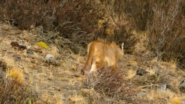 Południowoamerykańska Puma Puma Concolor Concolor Poszukuje Żywności Parku Narodowym Torres — Wideo stockowe