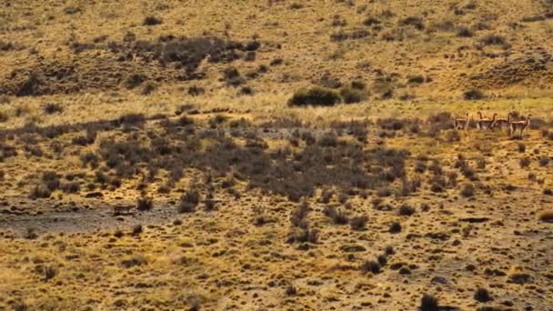 Cougar Amerika Selatan Puma Concolor Mencari Makanan Taman Nasional Torres — Stok Video