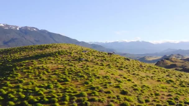 Guanaco Lama Guanicoe Otlak Bir Bölge Arayışı Içindedir Güney Şili — Stok video