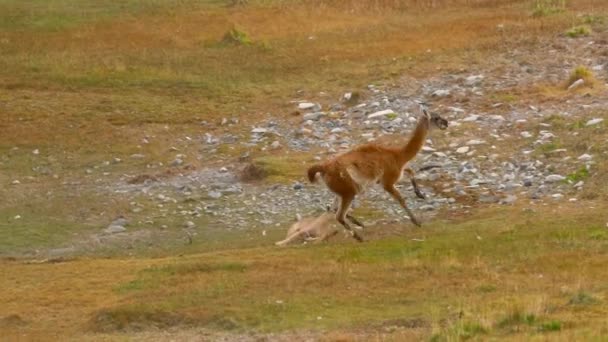 South American Cougar Puma Concolor Concolor Stalking Hunting Guanaco Torres — Stock Video