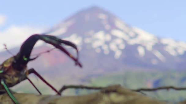 Chilei Szarvasbogár Hím Chiasognathus Grantii Egy Bükkfa Lombkoronájában Valdív Erdőben — Stock videók