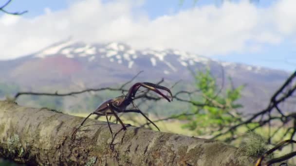 Het Chileense Hertenmannetje Chiasognathus Grantii Gebruikt Een Wapen Een Rivaal — Stockvideo