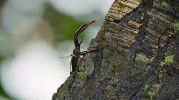 Escarabajo Ciervo Chileno Macho Chiasognathus Grantii Dosel Haya Bosque Valdivian — Vídeo de stock