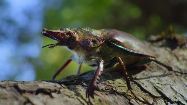 在智利巴尔迪维森林的山毛榉树冠上的智利雄鹿甲虫 Chiasognathus Grantii — 图库视频影像