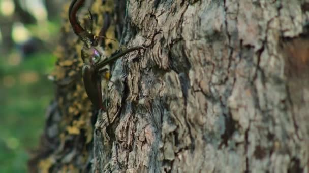 在智利巴尔迪维森林的山毛榉树冠上的智利雄鹿甲虫 Chiasognathus Grantii — 图库视频影像