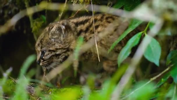 科德科德 Kodkod 是美洲最小的野猫 生活在智利的一个自然保护区 康吉里奥国家公园里 — 图库视频影像