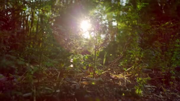 Pohled Průlomové Sluneční Paprsky Lesní Krajiny Národním Parku Conguillio Přírodní — Stock video
