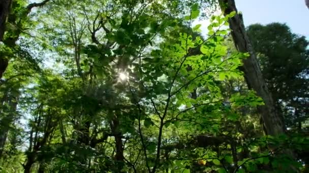 Vista Los Rayos Del Sol Través Del Paisaje Forestal Parque — Vídeo de stock