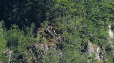 And Akbabası (Vultur gryphus), Şili 'nin doğal koruma alanı olan Cerro Castillo Ulusal Parkı' nda uçar..