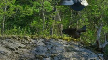 And Akbaba annesi (Vultur gryphus), Şili 'nin doğal koruma alanı olan Cerro Castillo Ulusal Parkı' nda yavrusunu besler..
