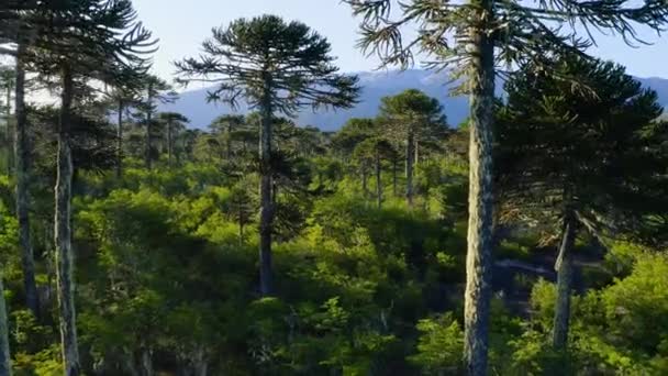 Zbliżenie Drzewa Układanki Małpy Araucaria Araucana Parku Narodowym Conguillio Rezerwacie — Wideo stockowe