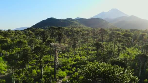 Zbliżenie Drzewa Układanki Małpy Araucaria Araucana Parku Narodowym Conguillio Rezerwacie — Wideo stockowe