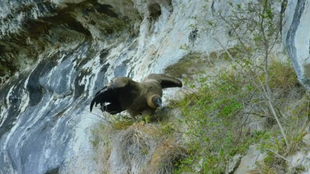 Andean Condor Chick Vultur Gryphus Attempting First Flight Cerro Castillo — Stock Video
