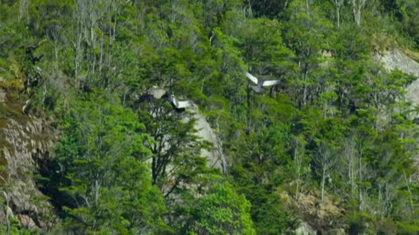 Kondor Andes Vultur Gryphus Terbang Taman Nasional Cerro Castillo Cagar — Stok Video