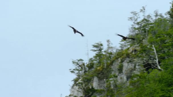 Андійський Кондор Vultur Griphus Літає Національному Парку Серро Кастільо Природний — стокове відео