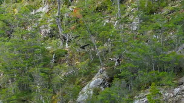 Pintinho Andino Condor Vultur Gryphus Tentando Primeiro Voo Parque Nacional — Vídeo de Stock