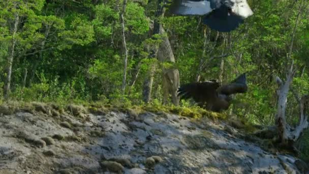 Mãe Condor Andina Vultur Gryphus Alimenta Seu Filhote Parque Nacional — Vídeo de Stock