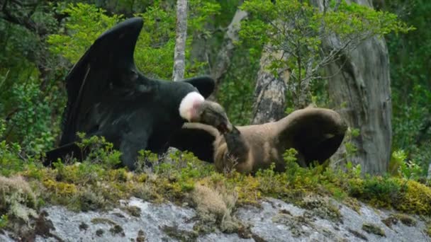 Madre Condor Andina Vultur Gryphus Nutre Suo Pulcino Nel Parco — Video Stock
