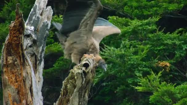 Андийский Кондор Vultur Gryphus Пытается Совершить Первый Полет Национальном Парке — стоковое видео