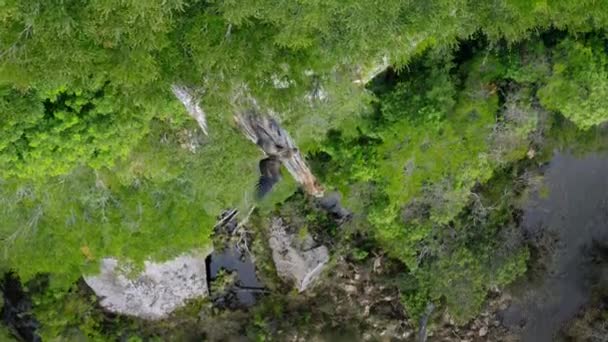 Andyjska Pisklę Kondor Vultur Gryphus Próbuje Pierwszego Lotu Parku Narodowym — Wideo stockowe