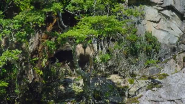 Kočka Andského Kondora Vultur Gryphus Pokouší První Let Národním Parku — Stock video