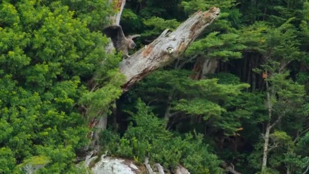 Das Anden Kondor Küken Vultur Gryphus Beim Erstflug Cerro Castillo — Stockvideo