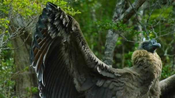 Het Andes Condor Kuiken Vultur Gryphus Die Een Eerste Vlucht — Stockvideo