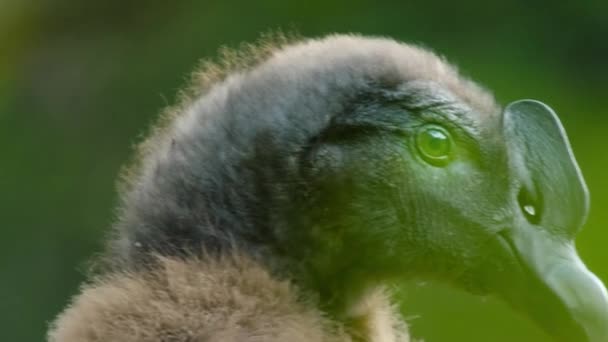 Akbaba Yavrusu Vultur Gryphus Şili Nin Doğal Rezervi Olan Cerro — Stok video
