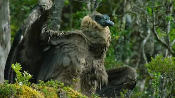 Андийский Кондор Vultur Gryphus Пытается Совершить Первый Полет Национальном Парке — стоковое видео