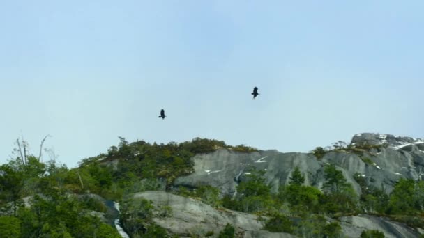 Андский Кондор Vultur Gryphus Гнездится Лесных Скалах Национальном Парке Серро — стоковое видео