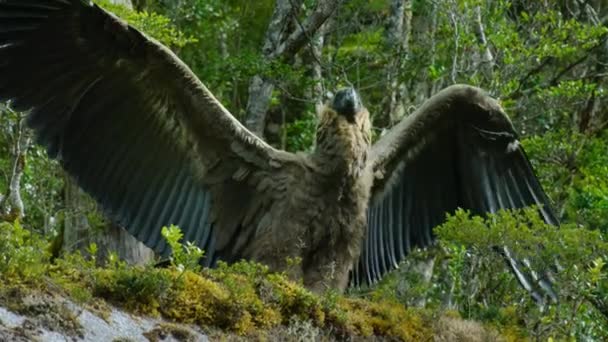 チリの自然保護区セロ カスティーリョ国立公園で最初のフライトを試みるアンデスコンドルチック ヴァルカス — ストック動画