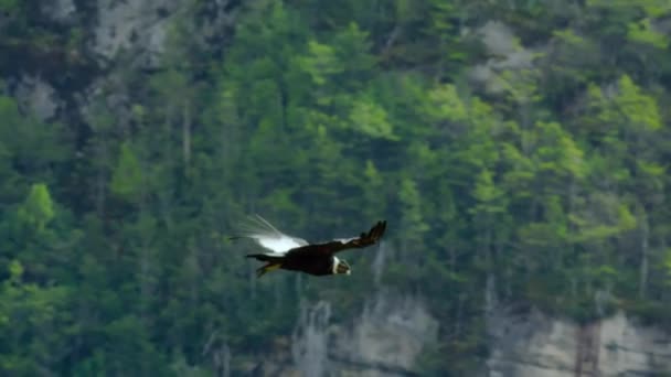 Den Andinska Kondoren Vultur Gryphus Skogsklädda Klippor Cerro Castillo Nationalpark — Stockvideo
