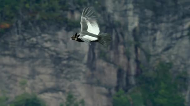 Condor Andino Vultur Gryphus Nidifica Nelle Scogliere Boscose Del Parco — Video Stock