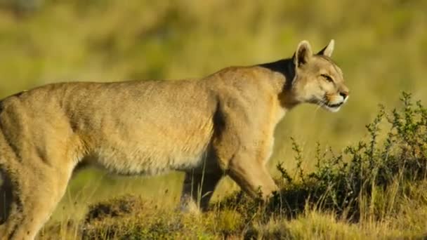 Południowoamerykańska Puma Puma Concolor Concolor Poszukuje Żywności Parku Narodowym Torres — Wideo stockowe