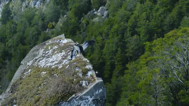 チリの自然保護区セロ カスティーリョ国立公園の森林の崖に巣を構えるアンデスコンドル — ストック動画
