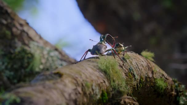 在智利巴尔迪维森林的山毛榉树冠内交配的智利雄鹿甲虫 Chiasognathus Grantii — 图库视频影像