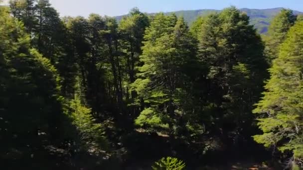 Valdív Mérsékelt Erdők Légi Tájképe Chile — Stock videók