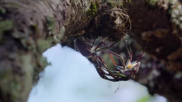 Escarabajo Ciervo Chileno Macho Chiasognathus Grantii Usando Arma Para Agarrar — Vídeo de stock