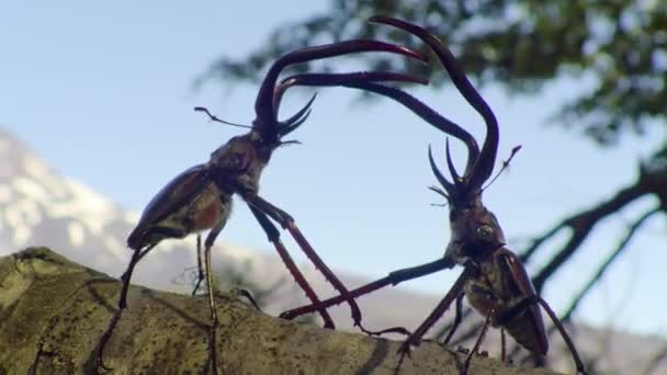Şilili Erkek Geyik Böceği Chiasognathus Grantii Bir Kayın Ağacının Valdivian — Stok video