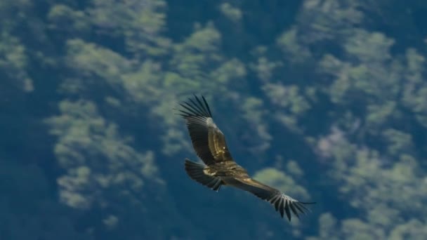 チリの自然保護区セロ カスティーリョ国立公園で飛行するアンデスコンドル ヴァルヘルス — ストック動画
