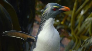 Güney kayalık pengueni (Eudyptes chrysocome) Diego Ramirez 'in Antarktika altı adalarında yüzer.