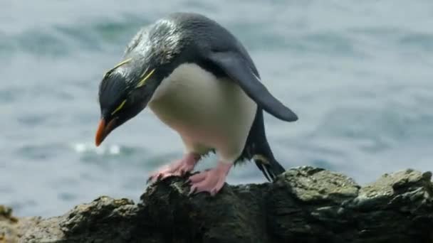 南部のロックホッパーペンギン エディプトクローム ディエゴラミレス パタゴニアの海洋保護地域の亜南極大陸 — ストック動画