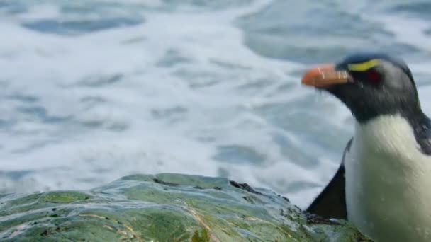 Zuidelijke Rotspinguïn Eudyptes Chrysocome Die Zwemt Rond Sub Antarctische Eilanden — Stockvideo