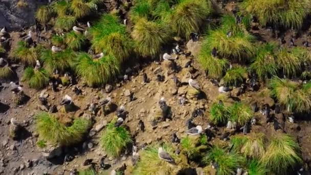 Νότιες Βραχοπόδαροι Πιγκουίνοι Eudyptes Chrysocome Φωλιάζουν Υποανταρκτικά Νησιά Diego Ramirez — Αρχείο Βίντεο
