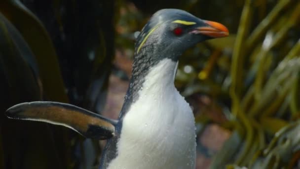Νότιο Rockhopper Πιγκουίνος Eudyptes Chrysocome Κολύμπι Γύρω Από Υποανταρκτική Νησιά — Αρχείο Βίντεο