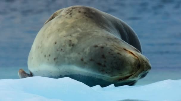 Female Calling Male Leopard Seal Hydrurga Leptonyx Attract Mate While — Stock Video
