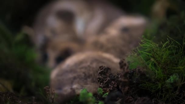 모니토 코콜로 광우석 드로미코프스 글리로이드 발디비아의 숲에서 숨겨진 둥지로 돌아옵니다 — 비디오